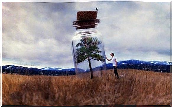 Tree in closed bottle