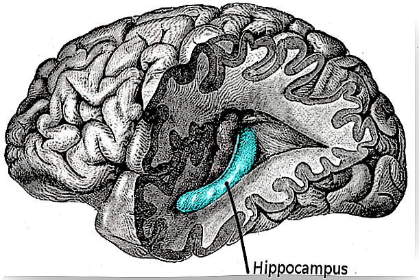 hippocampus in brain