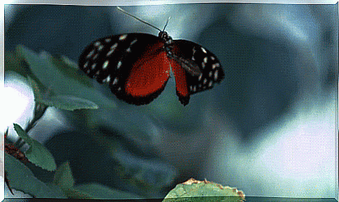 butterfly flapping its wings