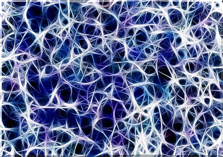 neuronal plasticity