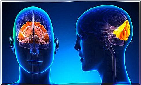 Occipital lobe: structure and functions