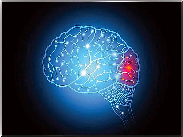 occipital lobe