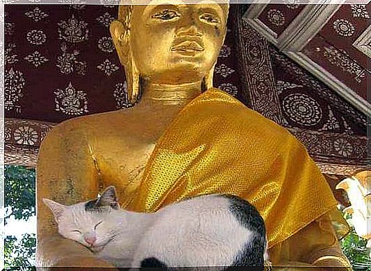 buddha cats