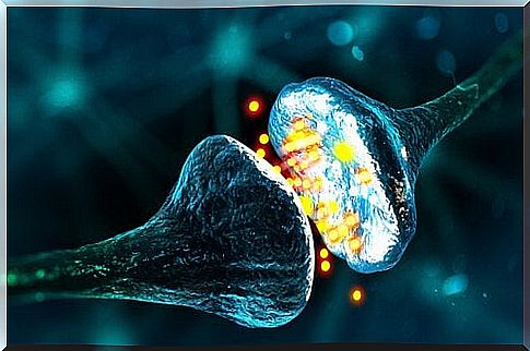 Neuronal Synapses