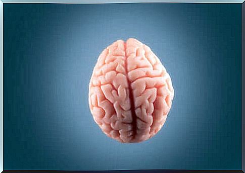 brain on gray background